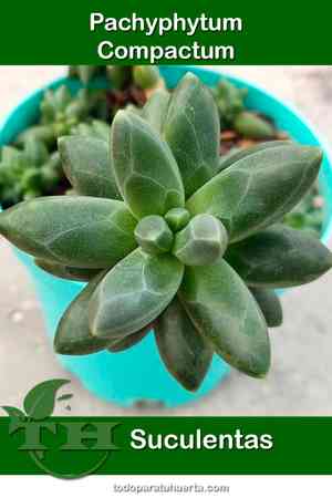 Little jewel(Pachyphytum compactum)