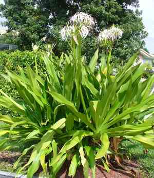 Poisonbulb(Crinum asiaticum)
