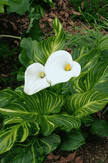 Calla lily(Zantedeschia aethiopica)