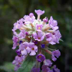 Butterfly Bush(Buddleja japonica)