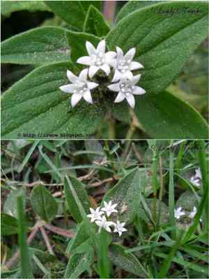Tropical Mexican clover(Richardia brasiliensis)