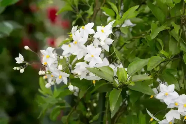 Solanum laxum