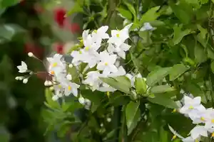 Potato vine(Solanum laxum)