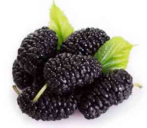 Black mulberry(Morus nigra)