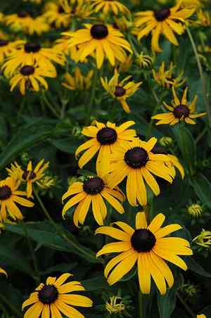 Black-eyed susan(Rudbeckia hirta)