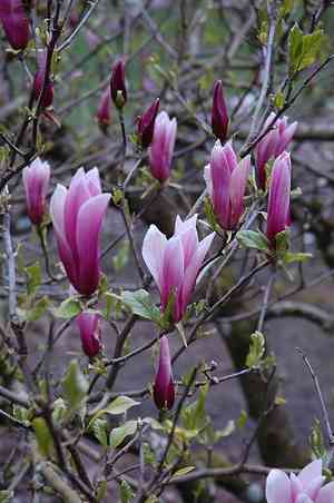 Lily magnolia(Magnolia liliiflora)