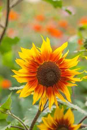 Prairie Sunflower(Helianthus petiolaris)