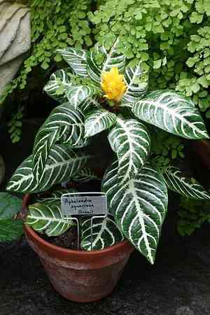 Zebra plant(Aphelandra squarrosa)