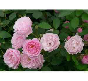 Tea rose(Rosa odorata)