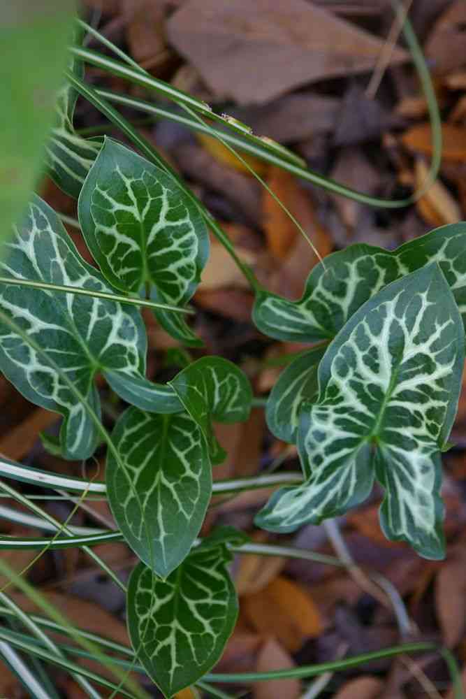 Italian arum(Arum italicum)