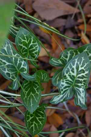 Italian arum(Arum italicum)
