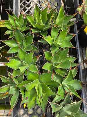 Rough century plant(Agave asperrima)