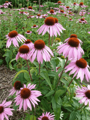 Purple coneflower(Echinacea purpurea)