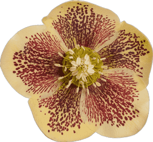 Lenten rose(Helleborus orientalis)