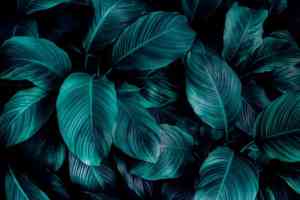 Peace lily(Spathiphyllum cannifolium)