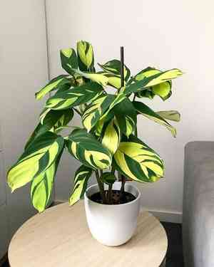 Bamburanta, Never Never Plant(Ctenanthe lubbersiana)