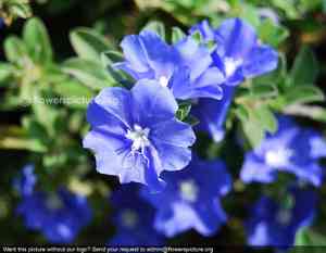 Blue daze(Evolvulus glomeratus)