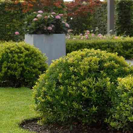 Japanese holly(Ilex crenata)