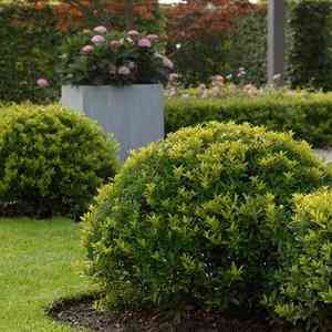 Japanese holly(Ilex crenata)