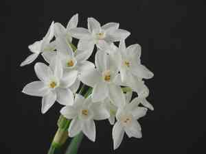 Paperwhite narcissus(Narcissus papyraceus)