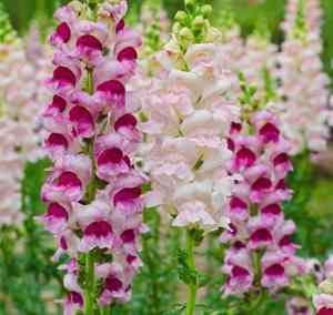 Garden snapdragon(Antirrhinum majus)