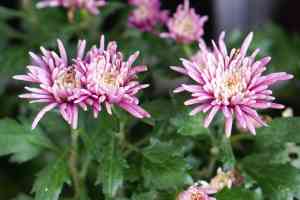 Garden mum(Chrysanthemum × morifolium)