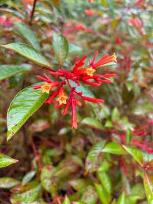 Firebush(Hamelia patens)