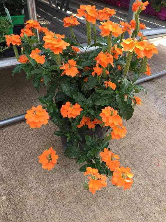 Firecracker flower(Crossandra infundibuliformis)
