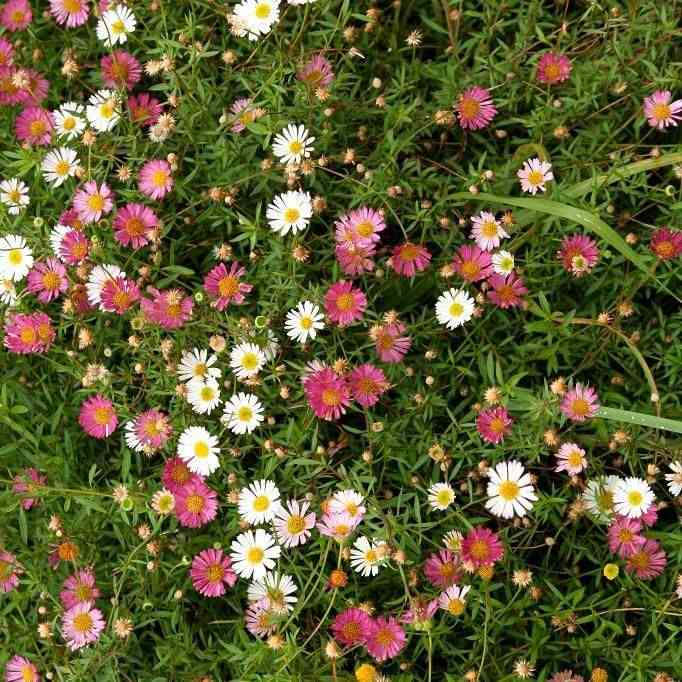 Mexican fleabane(Erigeron karvinskianus)