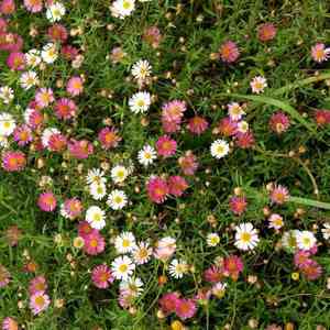 Mexican fleabane(Erigeron karvinskianus)
