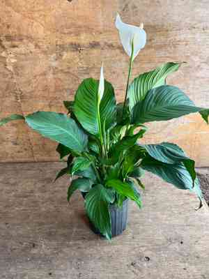 Peace Lily, White Sails, Spathe Flower(Spathiphyllum blandum)