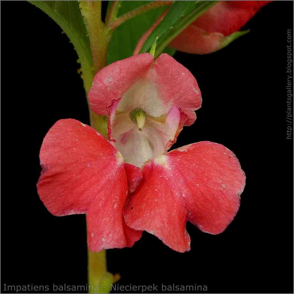 Garden balsam(Impatiens balsamina)