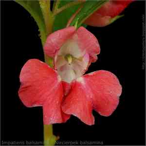 Garden balsam(Impatiens balsamina)
