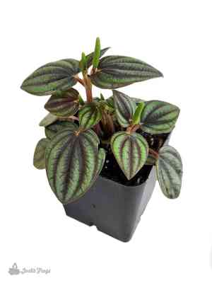 Peperomia albovittata(Peperomia albovittata)