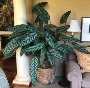 Never never plant(Ctenanthe setosa)