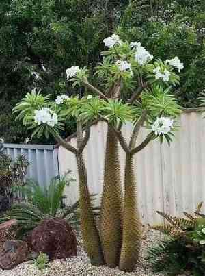 Madagascar palm(Pachypodium lamerei)