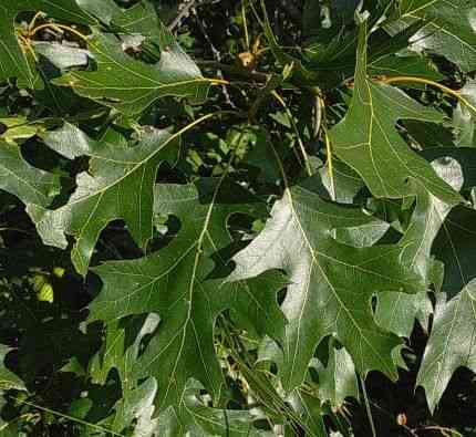Black oak(Quercus velutina)