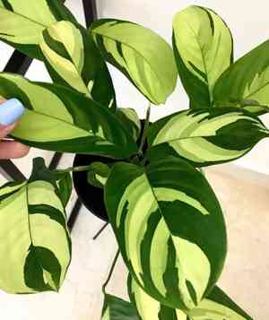 Bamburanta, Never Never Plant(Ctenanthe lubbersiana)