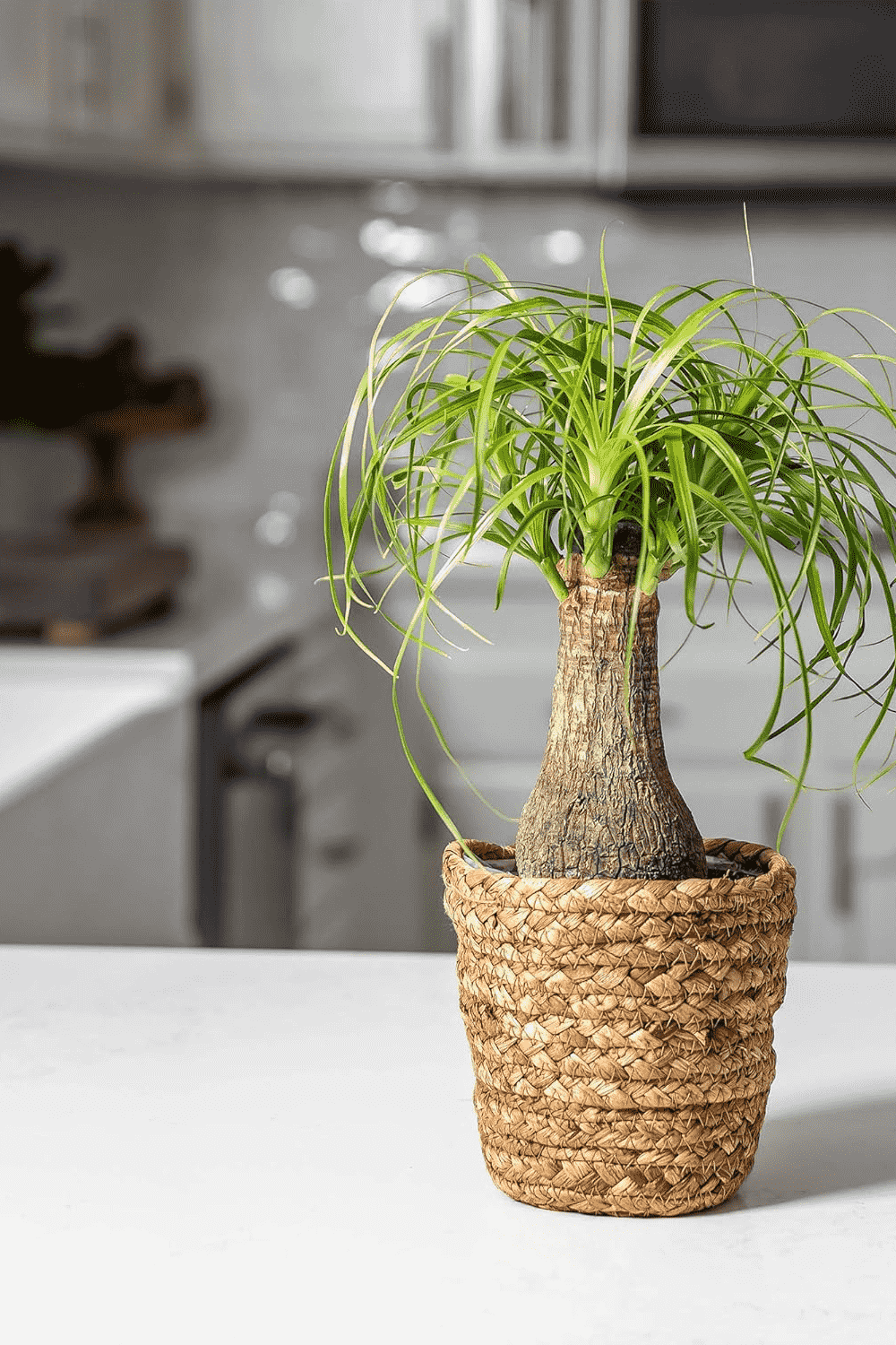 Ponytail palm(Beaucarnea recurvata)