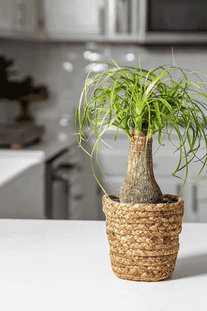 Ponytail palm(Beaucarnea recurvata)