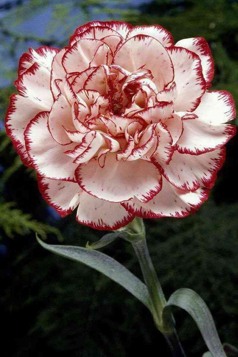 Carnation(Dianthus caryophyllus)
