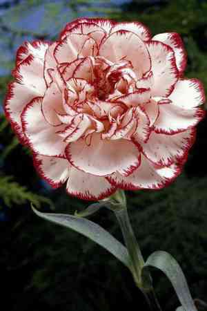 Carnation(Dianthus caryophyllus)