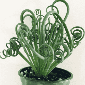 Frizzle sizzle(Albuca spiralis)
