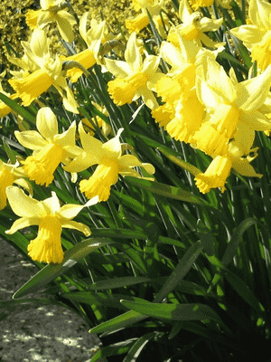Wild daffodil(Narcissus pseudonarcissus)