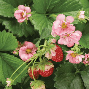 Fragaria × ananassa(Fragaria × ananassa)
