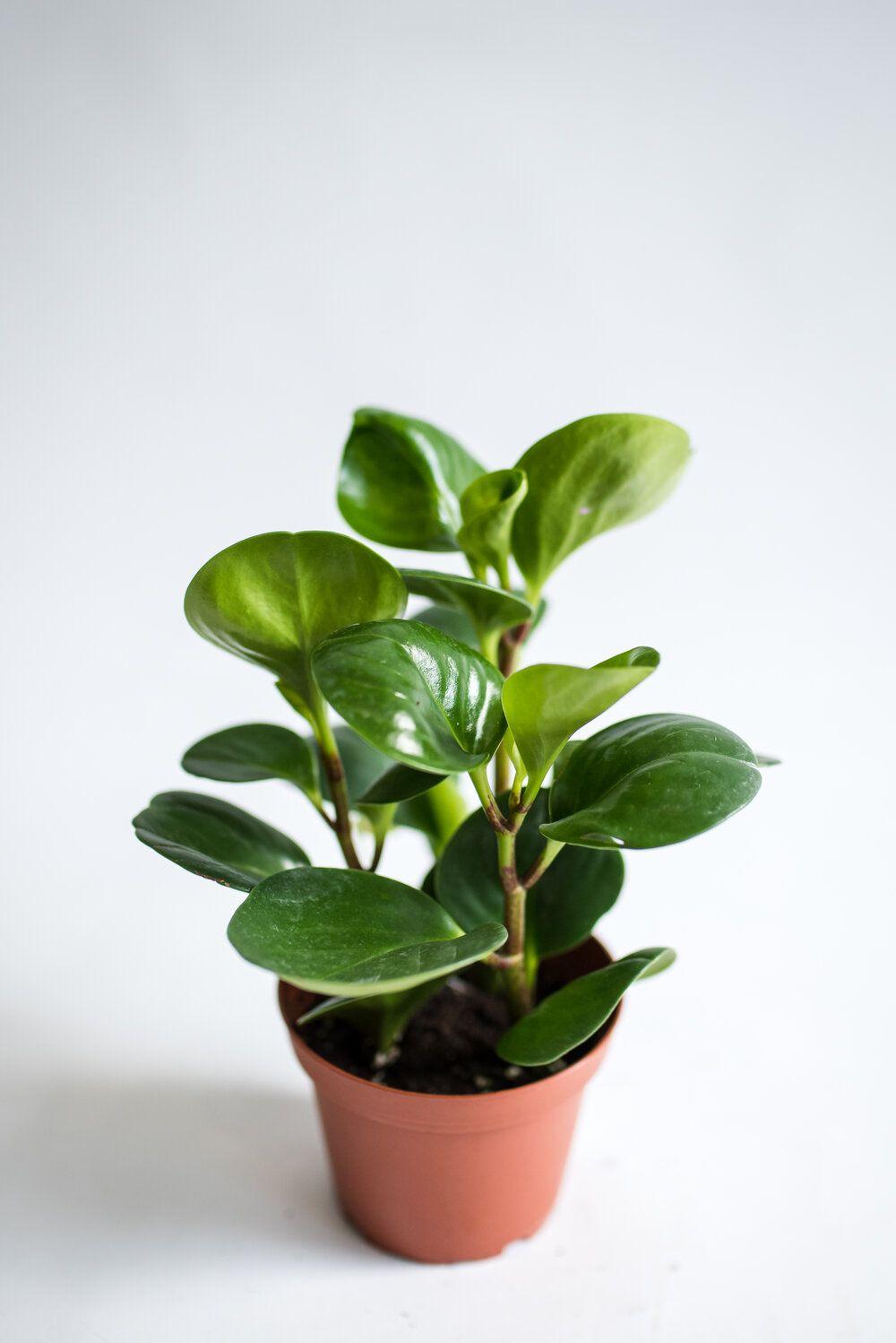 Baby rubber plant