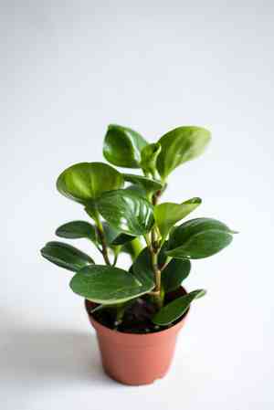 Baby rubber plant(Peperomia obtusifolia)