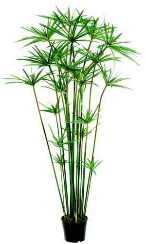 Umbrella Sedge(Cyperus alternifolius)