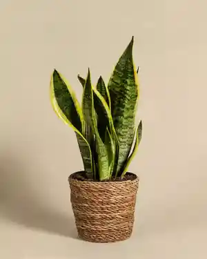 Snake plant(Sansevieria trifasciata)