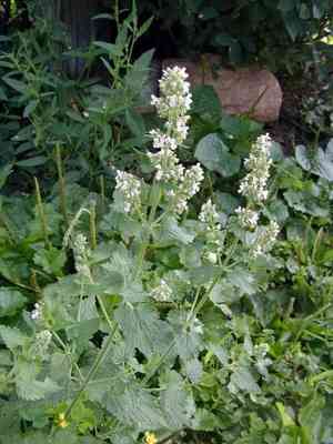 Catnip(Nepeta cataria)